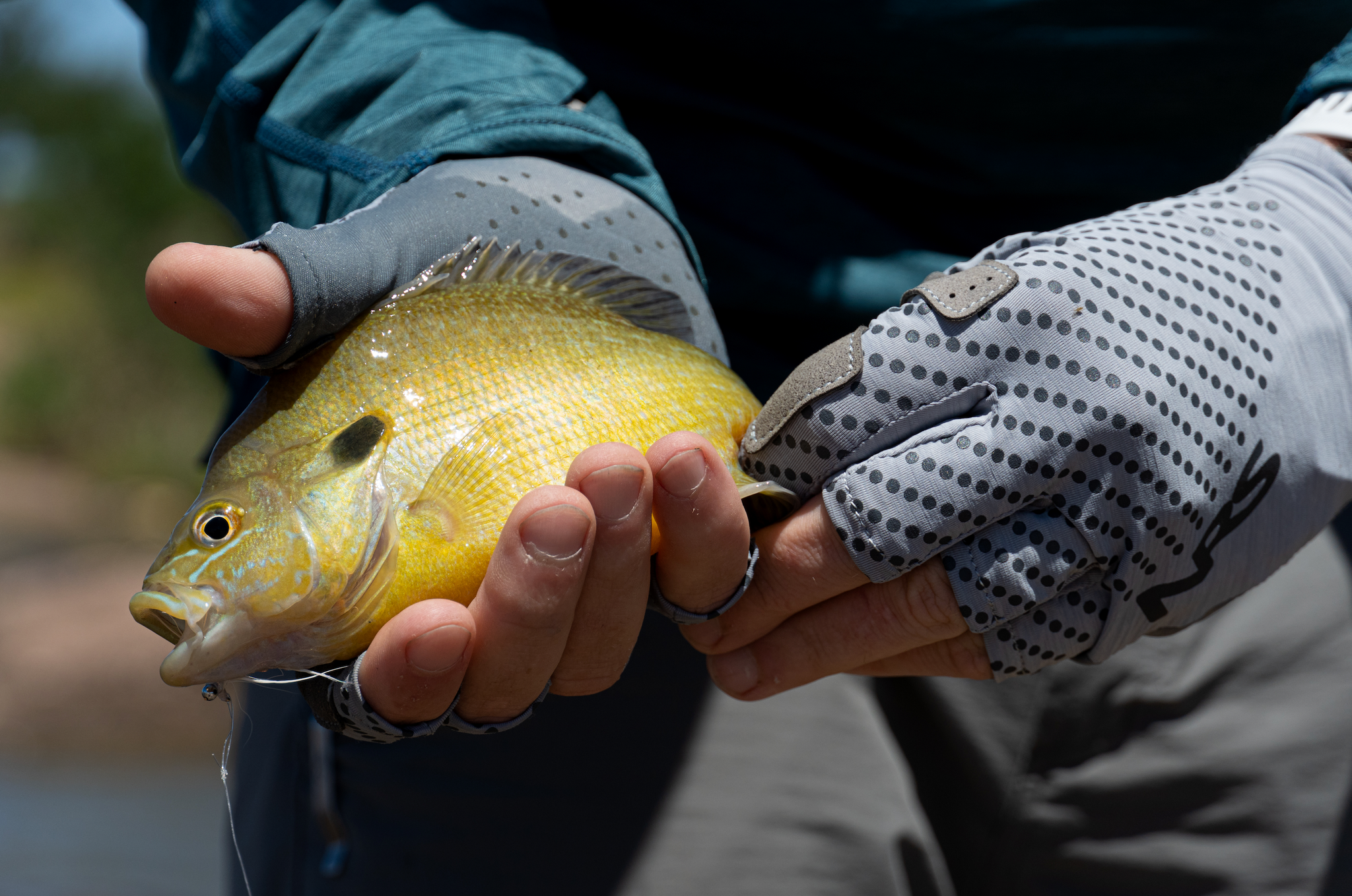 Waterways Fishing Series: Llano River